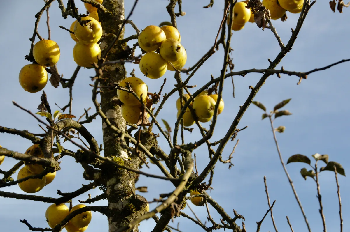 Man sieht Äpfel in einem Obstgarten.